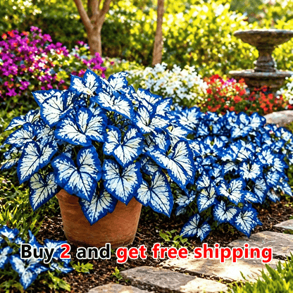 🌸 Moonlight Butterfly Flower Seeds (100 capsules)