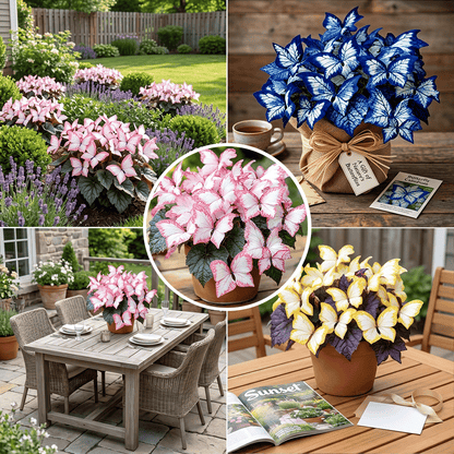 🌸 Moonlight Butterfly Flower Seeds (100 capsules)
