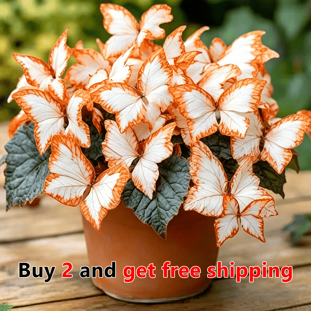 🌸 Moonlight Butterfly Flower Seeds (100 capsules)