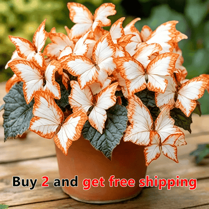 🌸 Moonlight Butterfly Flower Seeds (100 capsules)