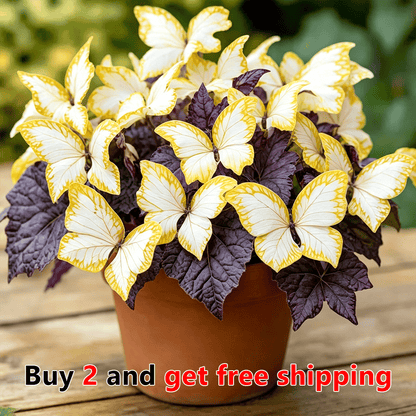 🌸 Moonlight Butterfly Flower Seeds (100 capsules)